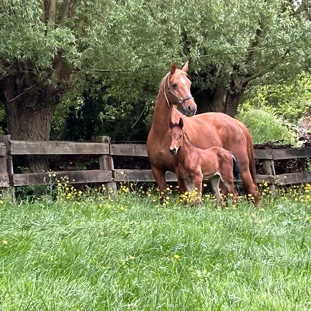 Au Coeur Des Collines, Chouette Lejlighed *